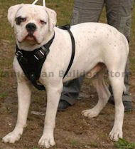 American bulldog dog harness