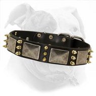 Leather Canine Collar with Brass Spikes and Nickel Vintage Plates for American Bulldog