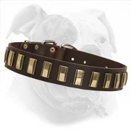 Hand Crafted Leather Dog Collar with Gold Color Curved Plates for Your American Bulldog