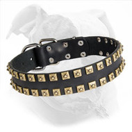 Leather American Bulldog Collar with Brass Studs for Walking and Training