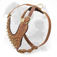Splendid Leather Harness with Gold Color Spikes for American Bulldog