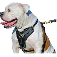 Exclusive Leather Harness for American Bulldog Training, Walking and Agitation Work