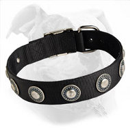 Water Friendly Nylon Dog Collar with Silvery Conchos - Best Daily Gear for American Bulldog