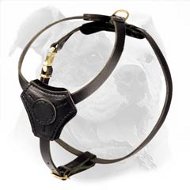 American Bulldog Puppy Walking and Training Harness