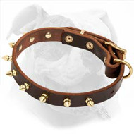 Stylish Leather American Bulldog Collar with Brass Spikes