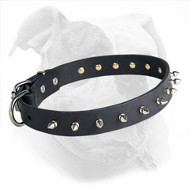 Designer Spiked Leather American Bulldog Collar for Fashionable Walking Designer Spiked Leather American Bulldog Collar for Fashionable Walking