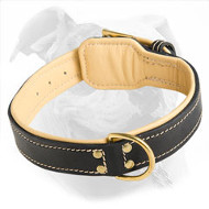 Nappa Padded Leather American Bulldog Collar for Training and Walking