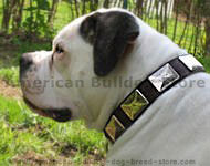 American Bulldog leather dog collar & vintage massive plates.