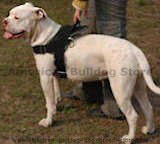 Nylon dog harness with handle for tracking,pulling,walking,training and more..