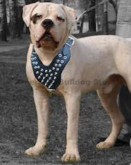 Spiked Dog Harness for American Bulldog-Deluxe leather harness
