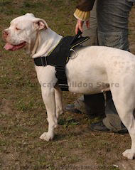 Nylon multi-purpose dog harness for tracking/pulling-dog harness