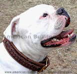 Looking for American bulldog collar,nylon dog collar, leather dog collar, dog training collar click here