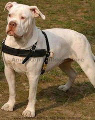 Tracking/Agitation /Pulling Leather Dog Harness For Am-Bulldog