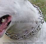 Blue booked in for training Prong-collar-pinch-collar-training-collar-american-bulldog