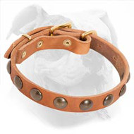 Designer Leather American Bulldog Collar with Brass Studs for Puppy Walking Designer Leather American Bulldog Collar with Brass Studs for Puppy Walking