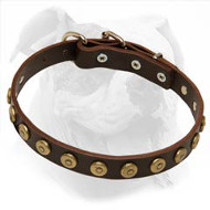 Leather American Bulldog Collar with Dotted Round Studs