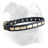 Leather American Bulldog Collar with Brass Plates for Daily Fashionable Walking