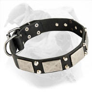 Designer Leather Dog Collar with Nickel Plates and Pyramids for American Bulldog Designer Leather Dog Collar with Nickel Plates and Pyramids for American Bulldog
