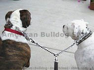 Coupler Leash for walking 2 dogs