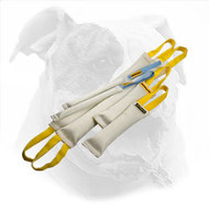 Save Your Money with this Training Set for American Bulldog