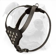 Leather American Bulldog Harness Decorated with Studs for Puppy