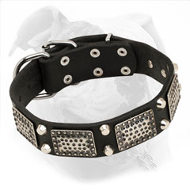 Leather American Bulldog Collar Decorated with Large Plates