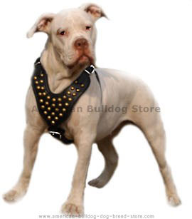 American Bulldog Leather dog harness