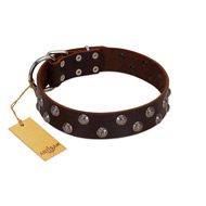 "Blossom Jewel" FDT Artisan Brown Leather American Bulldog Collar with Two Rows of Silver-like Studs with Engraved Flowers