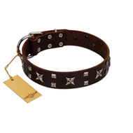 "Bigwig Woof" FDT Artisan Brown Leather American Bulldog Collar with Chrome Plated Stars and Square Studs