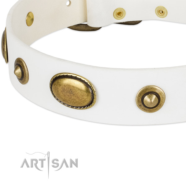 Corrosion proof studs on leather dog collar for your pet