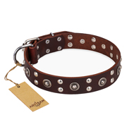 "Pirate Treasure" FDT Artisan Exciting Brown Leather American Bulldog Collar with Studs