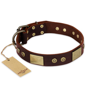 "Shining Armour" FDT Artisan Brown Leather American Bulldog Collar with Decorations