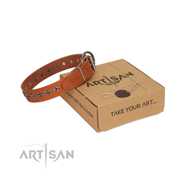 Fancy walking dog collar of fine quality full grain leather with embellishments