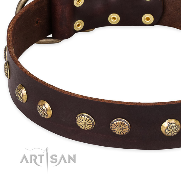 Leather collar with durable fittings for your impressive canine