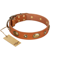 "Visual Magic" FDT Artisan Tan Leather American Bulldog Collar for Daily Activities