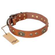 "Stunning Dress" FDT Artisan Tan Leather American Bulldog Collar with Old Bronze Look Plates and Studs