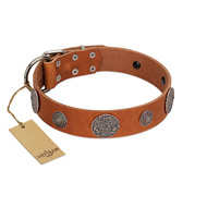 "Foxy Nature" FDT Artisan Tan Leather American Bulldog Collar with Chrome Plated Brooches