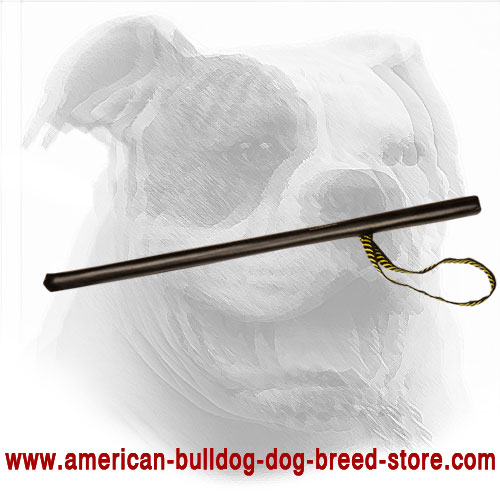 Training American Bulldog Stick