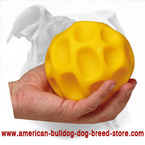 Training American Bulldog Ball