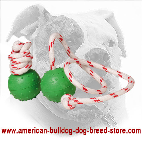   American Bulldog Rubber Ball