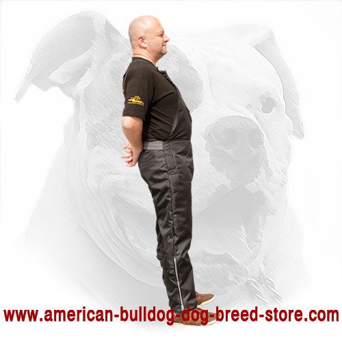 Scratch Pants for American Bulldog Training
