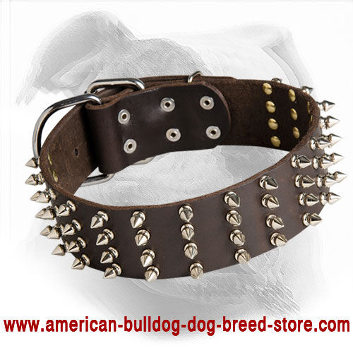 Decorated Leather American Bulldog Collar