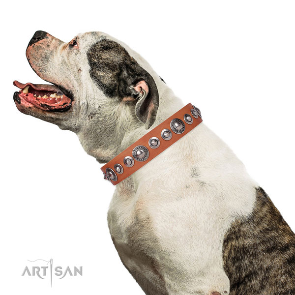 Significant adorned leather dog collar for everyday walking