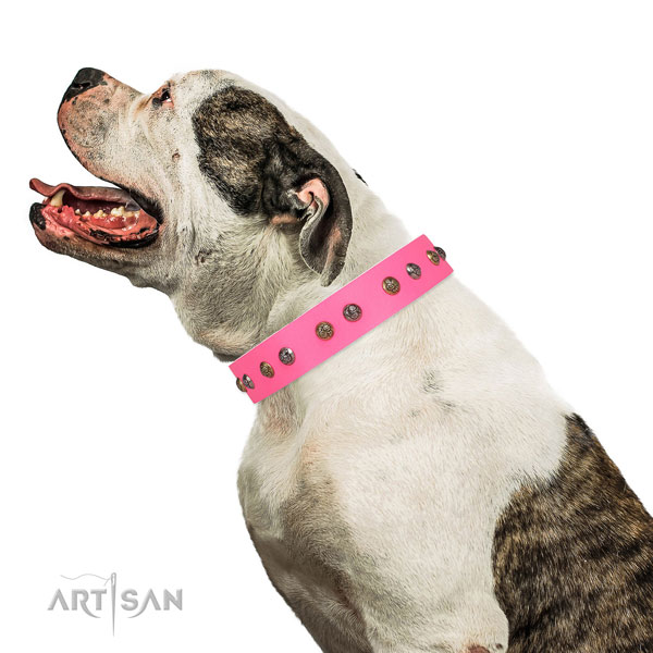 Everyday walking adorned dog collar made of best quality leather