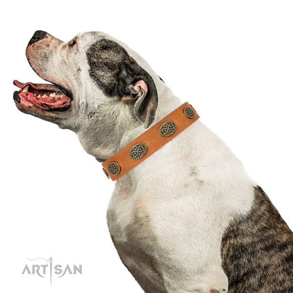 Significant studs on daily walking leather dog collar