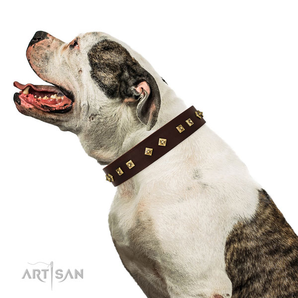 Impressive studs on comfortable wearing full grain leather dog collar