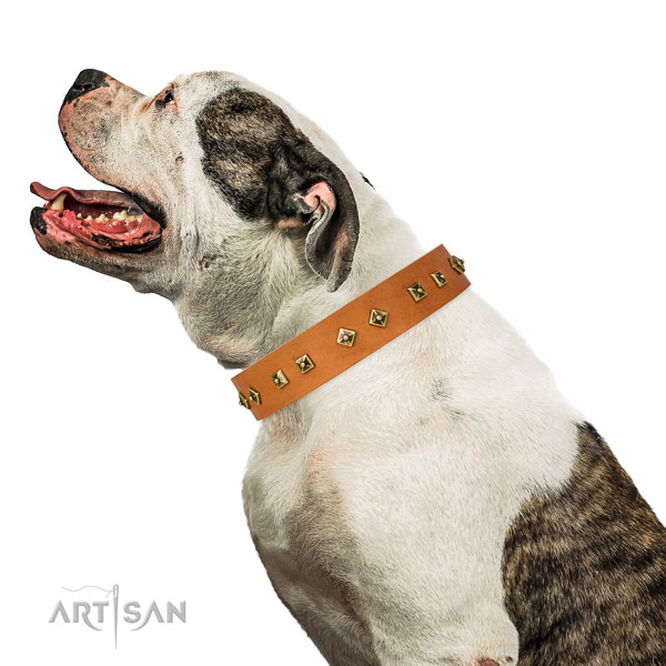 Designer adornments on basic training dog collar