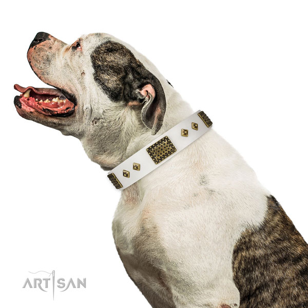 Everyday walking dog collar of natural leather with designer embellishments