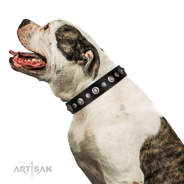 Best quality full grain leather dog collar with inimitable adornments