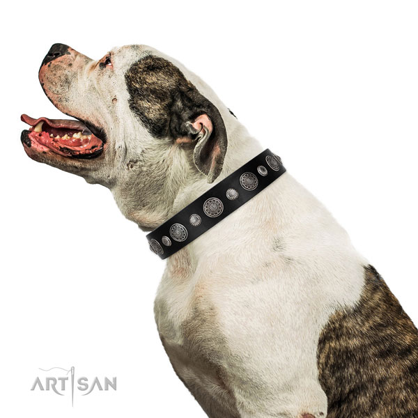 Full grain genuine leather collar with corrosion proof fittings for your handsome doggie